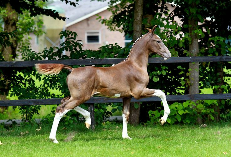 Dutch Harness Horses